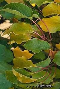 Actinidia Bower