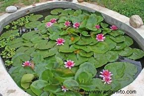Cómo instalar un estanque de jardín acuático