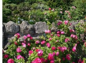 Especies de Rosas: Guía Completa para su Cultivo y Cuidado en el Jardín