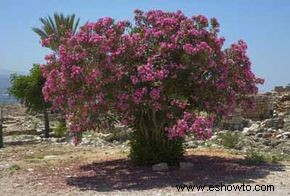 Árbol Rosa