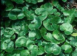 Jengibre Silvestre Europeo (Asarum europaeum): Ideal Cubierta de Suelo para Zonas Sombreadas