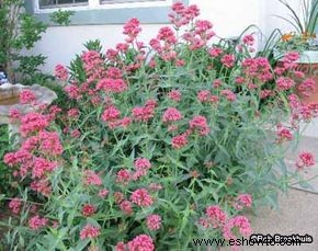 Barba de Júpiter, Valeriana Roja 