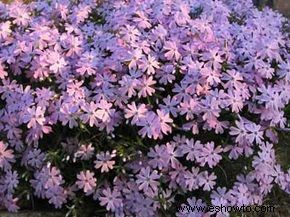 Musgo Phlox 