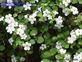 tormenta de nieve bacopa 