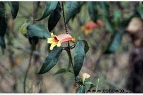 Cómo controlar el crecimiento del jardín