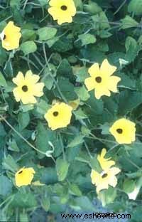 Thunbergia, Black-Eyed Susan Vine, Clock Vine