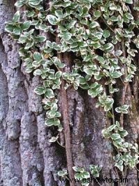 Cómo hacer crecer un jardín de sombra