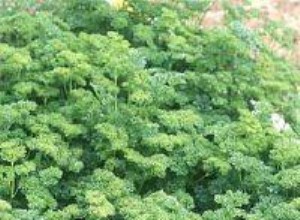 Perejil Rizado: Guía Experta para Cultivarlo en tu Jardín