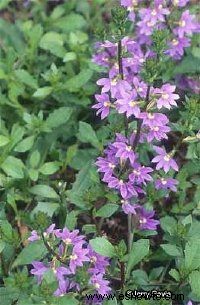 Scaveola, flor de abanico de hadas