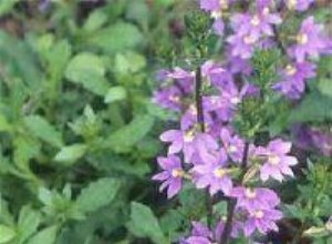 Scaevola: la flor de abanico de hadas, perfecta para cestas colgantes