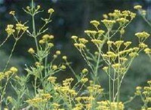 Encaje Dorado (Patrinia scabiosifolia): Planta Perenne Fácil de Cultivar para Jardines Soleados