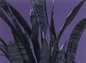 Planta Serpiente (Sansevieria trifasciata): Guía Completa de Cuidados y Cultivo