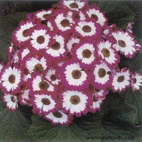 Cineraria