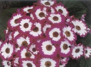 Cineraria