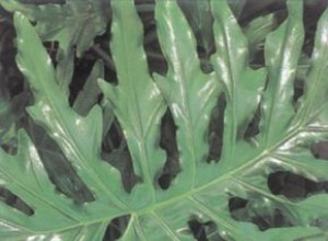 Filodendro de hoja de silla de montar (Philodendron selloum): Guía completa de cuidados