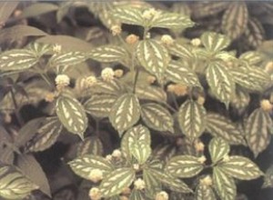 Planta de Aluminio (Pilea): Guía Completa de Cuidados Fáciles y Efectivos