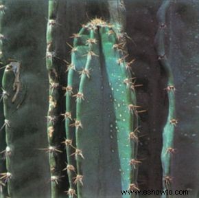 Cactus de manzana peruano