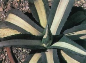 Planta del Siglo (Agave americana): Guía Completa de Cuidados y Características