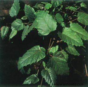 cissus 