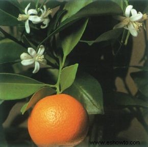 naranja calamondina 