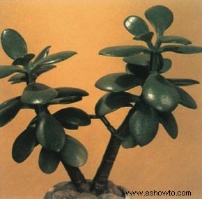 planta de jade 