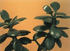 Planta de Jade (Crassula ovata): Guía Completa de Cuidados Fáciles