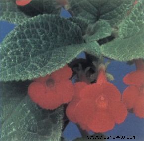 Episcia 