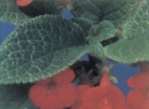 Episcia: Planta de Interior con Hojas Metálicas y Flores Vibrantes | Guía Completa de Cuidados