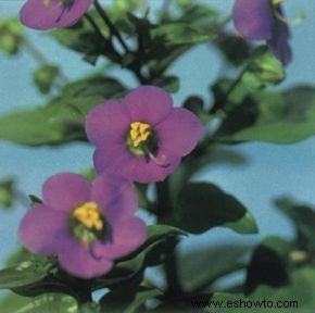 violeta persa 