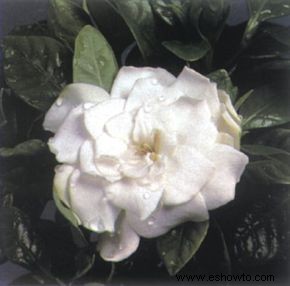 Gardenia 