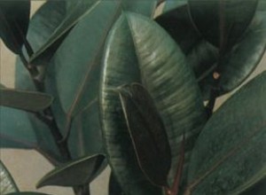 Planta de Caucho (Ficus elastica): Guía Experta de Cuidados y Consejos
