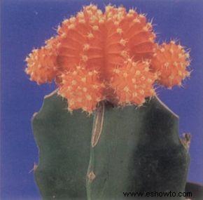 Cactus bola rubí