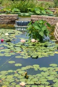 Ideas para jardines acuáticos