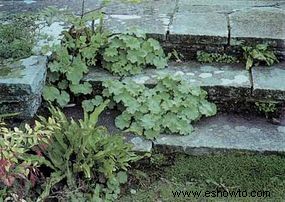 Ideas para el jardín de rocas