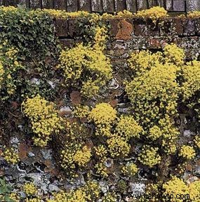 Ideas para el jardín de rocas