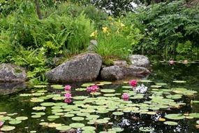 Ideas para el jardín de rocas