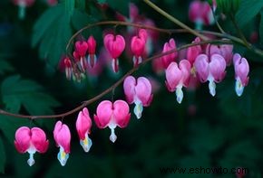 Ideas tradicionales para jardines de sombra