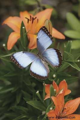 Ideas para un jardín de hábitat