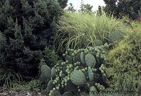 Ideas de jardines naturales