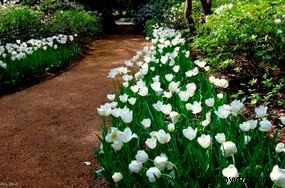 Ideas de colores para el jardín