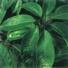 Schefflera