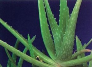 Aloe Vera: Guía Completa de Cuidados y Beneficios Medicinales