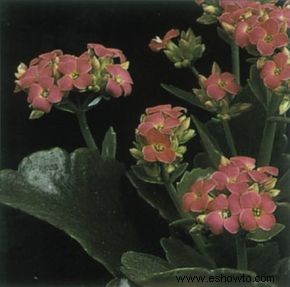 Calanchoe navideño