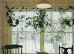 Guía Completa para Cuidar Plantas de Interior: Luz, Riego, Humedad y Consejos Expertos