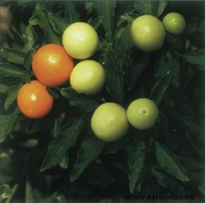 Cereza de Jerusalén