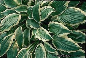 Hosta Fortunei