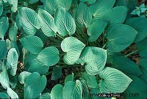 Hosta Sieboldiana