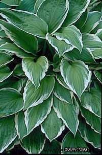 Hosta Sieboldii