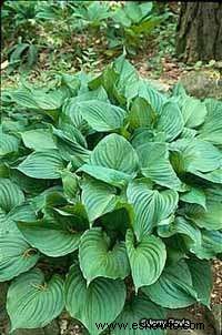 Hosta ventricosa