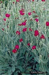 Rose Campion